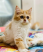 parsian cat